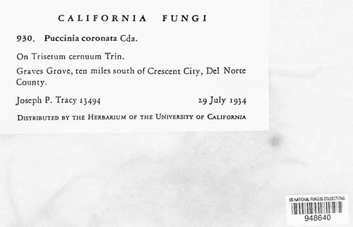 Puccinia coronata image